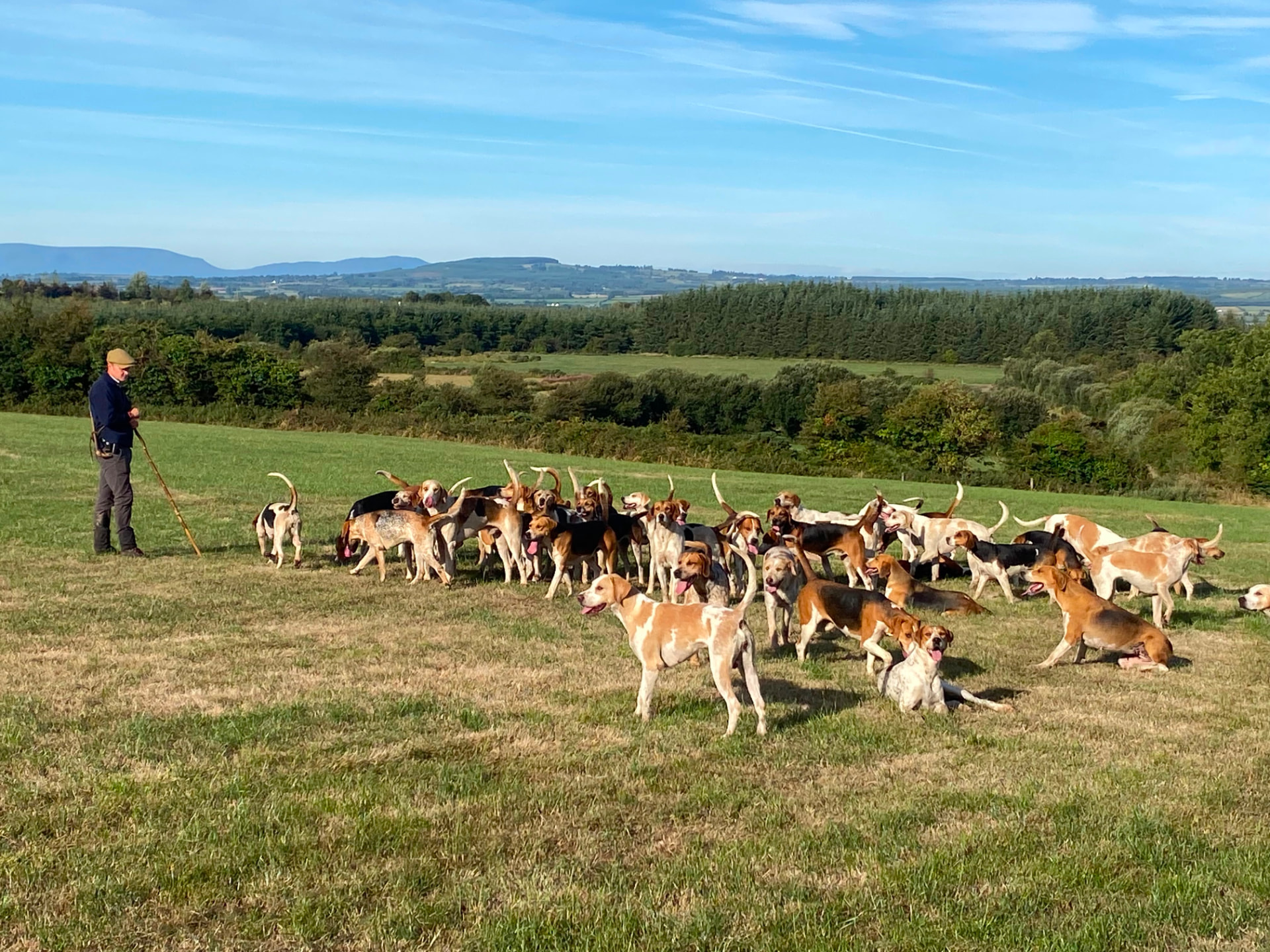 A huntsman standing with a pack of hounds in an Irish grass field, with woodland and distant hills beyond